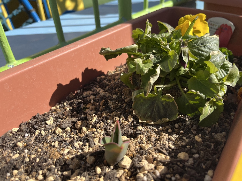 🌱芽が出たよ〜(年長)