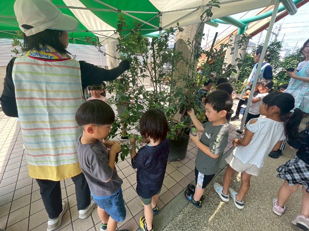 フレッシュブルーベリー🫐（年長）