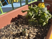 🌱芽が出たよ〜(年長)